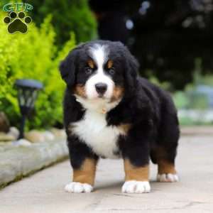 Sir Walter, Bernese Mountain Dog Puppy